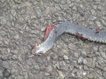 SX13906 Run over snake.jpg